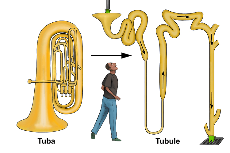 The tuba you'll (tubule) be playing has been pulled out of shape and used for collecting waste and taking it away.